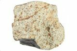 Hammadah al Hamra L Chondrite Meteorite ( g) - Libya #266632-1